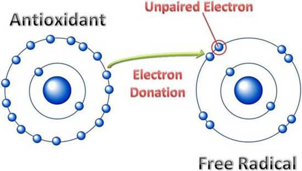 antioxidants-vs-free-radicals