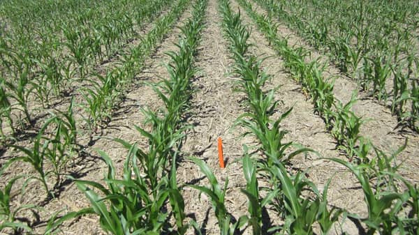 Drought-tolerant hybrid maize