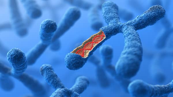 Chromosome. DNA