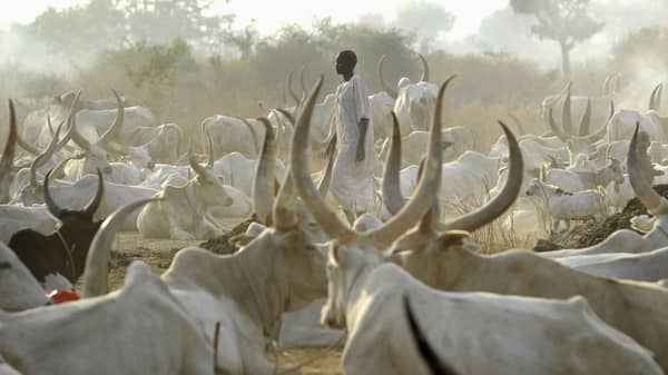 ssudan_cattle2