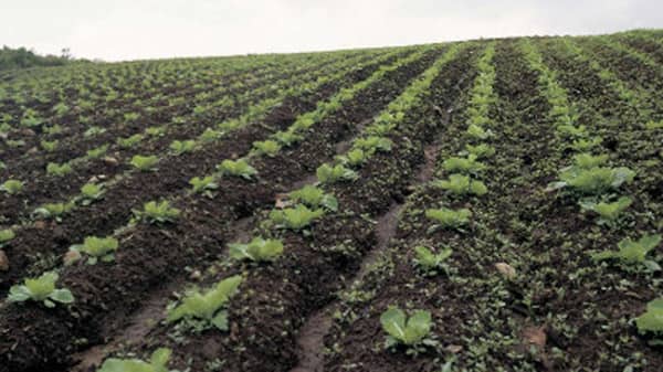 pix5.–rows-of-green-seedlings-growing-in-fertile-soil-of-rural-farm-field