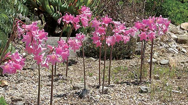 Pix2. Amaryllis_belladonna1NN