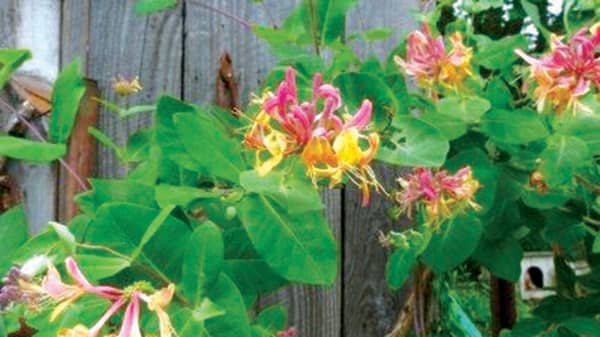 Pix6. honeysuckle-vine-400×300