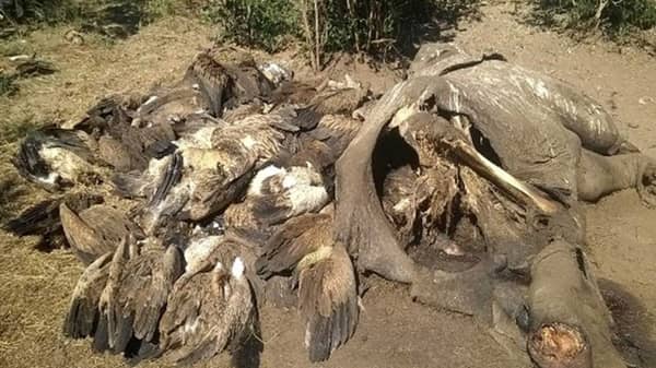site-of-poisoned-vultures-and-elephant-carcass_623-5580695