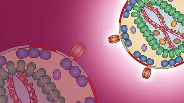 nature-2017-HIV-fd29a6225a7fb9dc503737dd273091e0