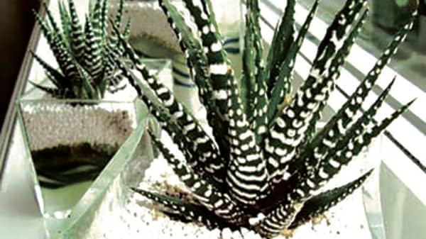 Haworthia-Zebra-Cactus.