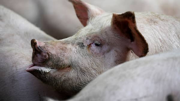 FILES-FRANCE-AGRICULTURE-FARMING-PIG