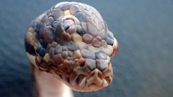 AUSTRALIA-ANIMAL-SNAKE