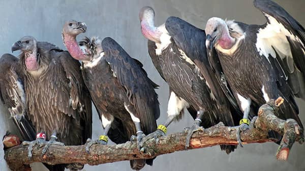 vulture