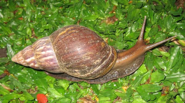 Garden-snails