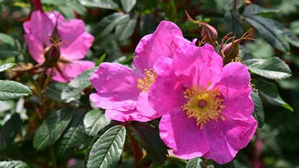 Pix1-.–Species-rose-described-as-wild-or-pure-natures-rose