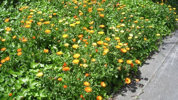 Pix3.–calendula