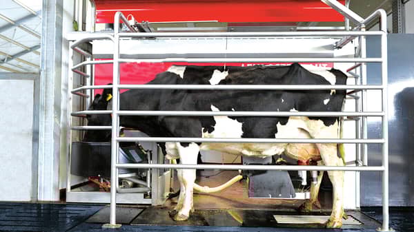 Mechanically milked cow