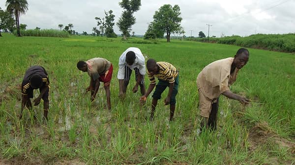 ng-fadama-takes-nigerian-farmers-to-higher-level-735×490
