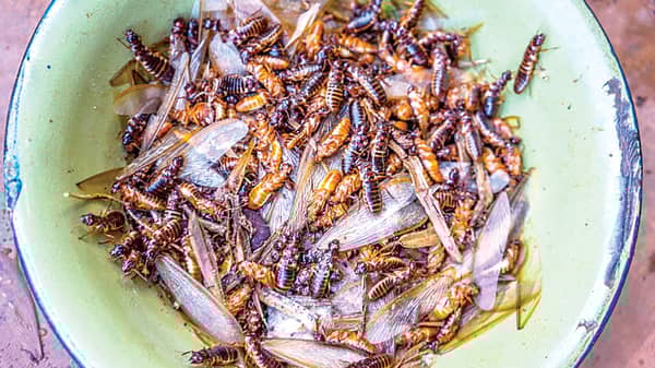 winged-termite-1024×683