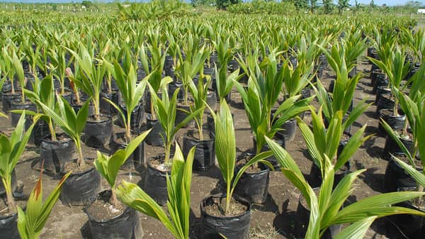 Coconut seedlings