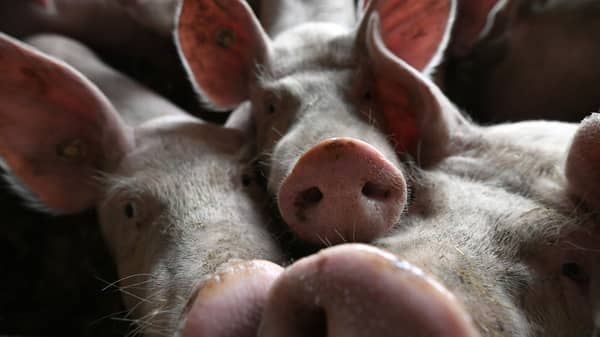 Philippines confirms first swine fever cases