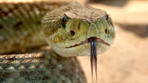 Rattlesnake