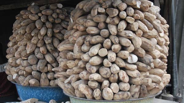 dried-yam-Agric