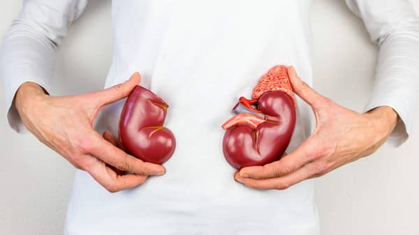 Woman holding model kidney halves at body