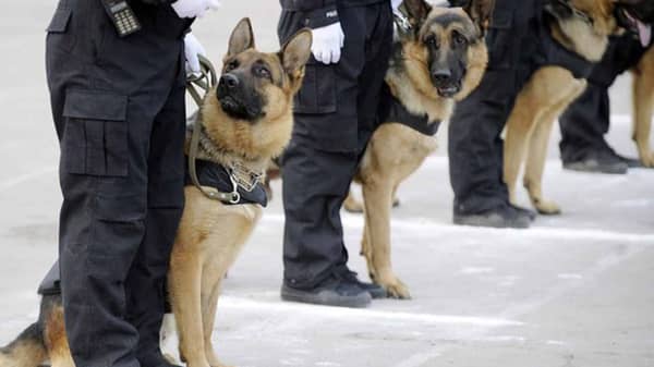 Nigerian-Police-Dogs