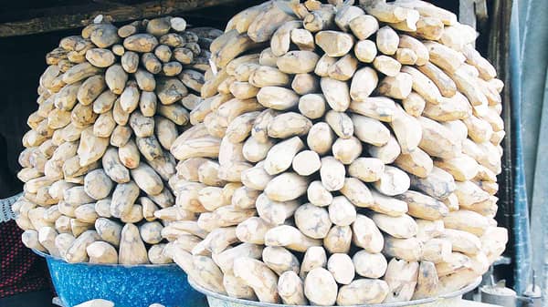 Dried-yam-agric