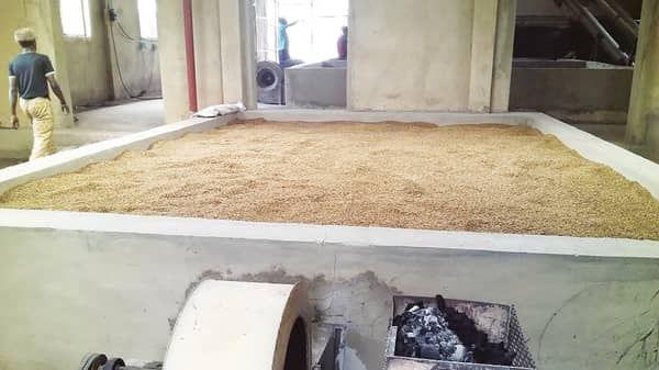 Rice paddies being dried after perboiling