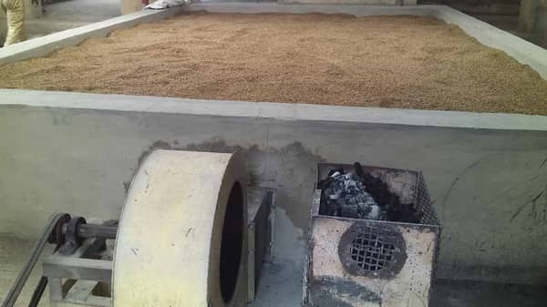 Rice-paddies-being-dried-after-perboiling