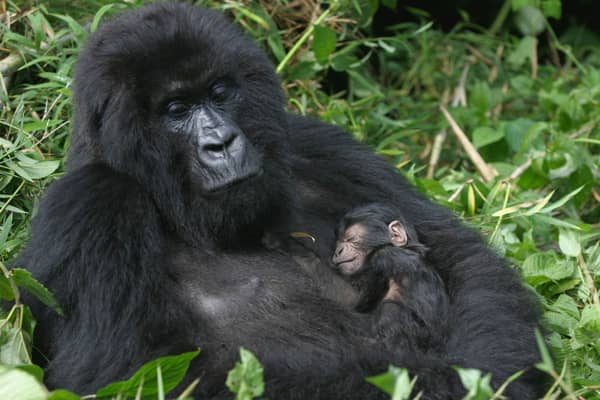 cross river gorillas
