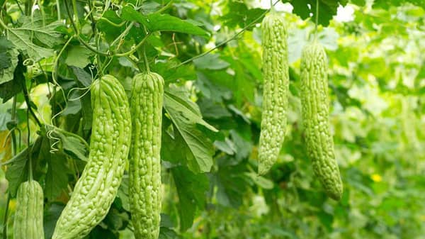 Bitter-melon