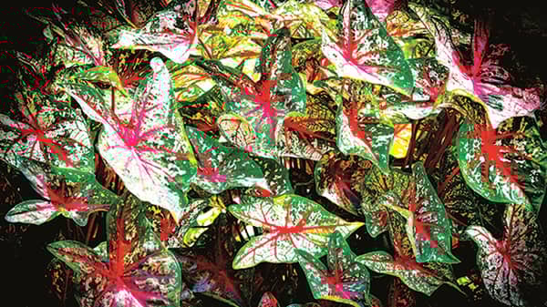 Caladium-bicolor-shade-house-plant