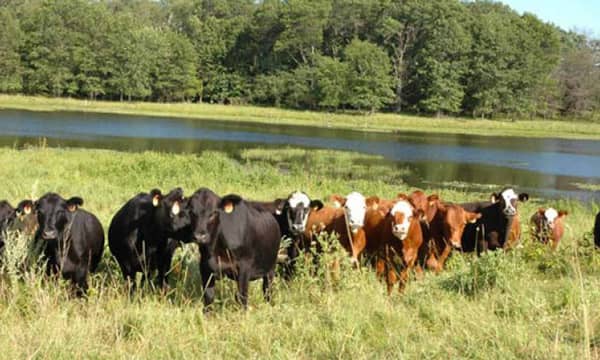 cattle-grazing-agric