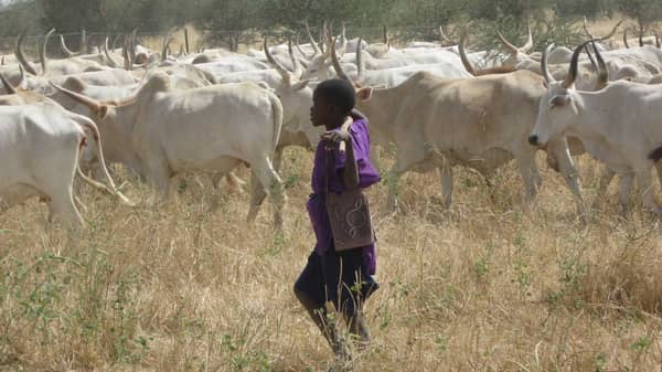 fulani_herder_cows
