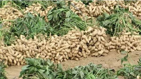 groundnuts