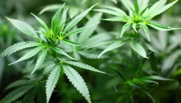 Marijuana-photo-Newshub-640×366