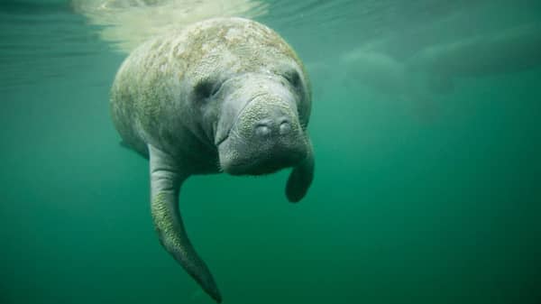Manatee swimming in Crystal River