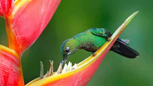 greencrowned-brilliant-heliodoxa-jacula-beautiful-260nw-607213430