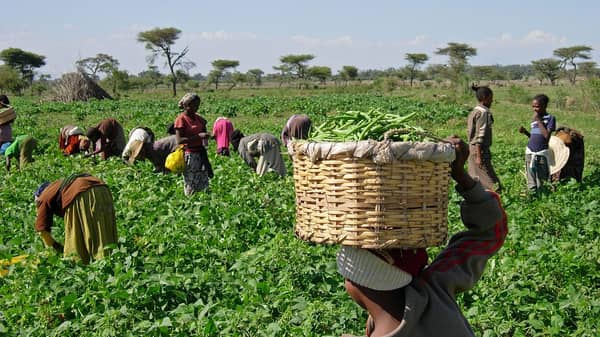 International Fund for Agricultural Development