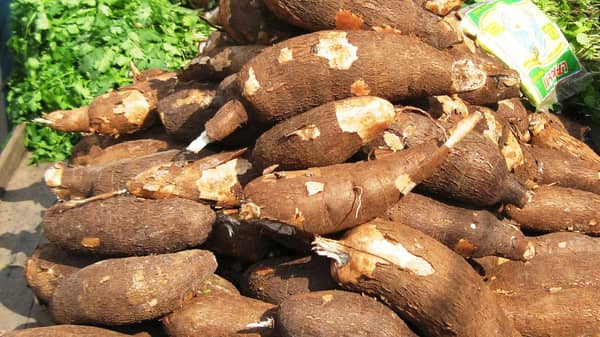 Cassava-roots