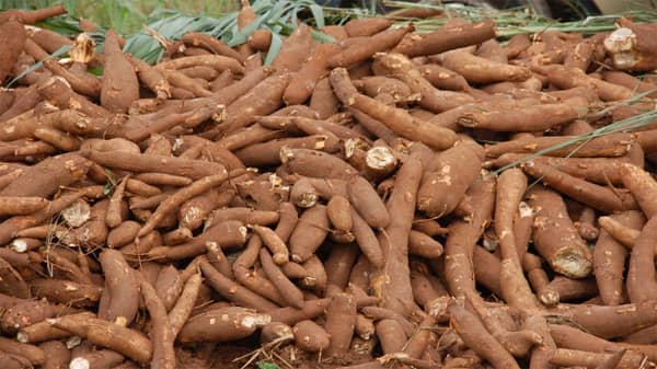 Cassava