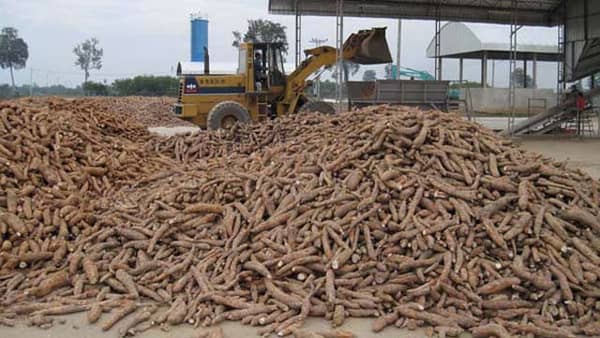 A-cassava-processing-factory