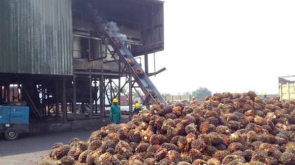 A-palm-oil-processing-facility