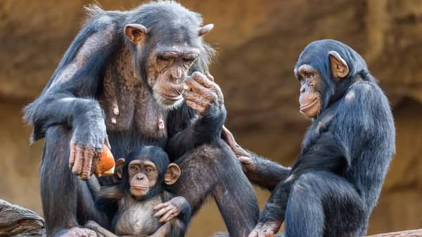 GettyImages-901899884-f9e3db6