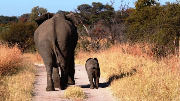 hwange national park