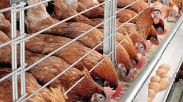 Poultry-farmers-