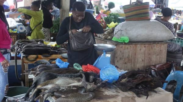 UN warns against wildlife encroachment to reduce one billion yearly illnesses 1