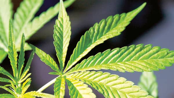 Detailed picture of a marijuana plant