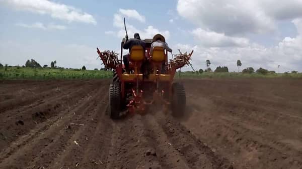 Fully-mechanised-cassava-cultivation