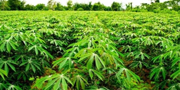 Going-into-the-Cassava-Farming-Business-nigeria-750×375