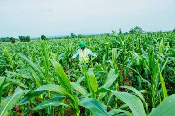 Maize farmers